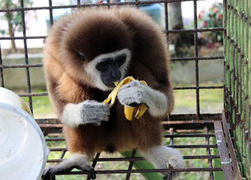 SCORPION and SPORC Rescue 4 Gibbons to SRI Animal Transit Centre in Panyabungan (March 24, 2016)